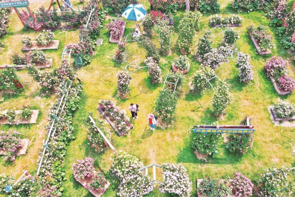 玫瑰花园.jpg